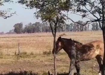 Carrizales: 13 detenidos mientras realizaban una fiesta en el campo