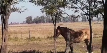 Carrizales: 13 detenidos mientras realizaban una fiesta en el campo