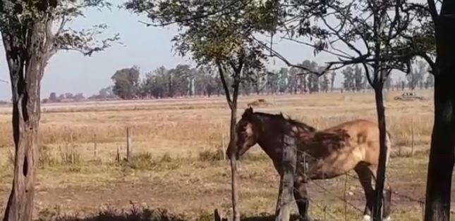 Carrizales: 13 detenidos mientras realizaban una fiesta en el campo