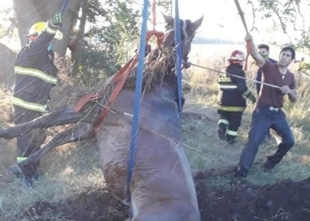 Impactante rescate de un caballo a la vera de Ruta 65