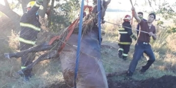 Impactante rescate de un caballo a la vera de Ruta 65