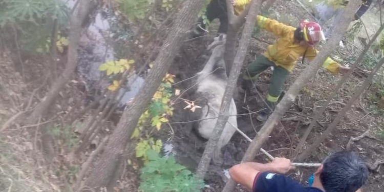 Bomberos rescataron a un caballo que cayó a un canal y quedó atrapado