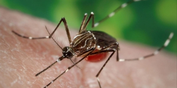 Continúan en aumento los casos de dengue: datos por departamento