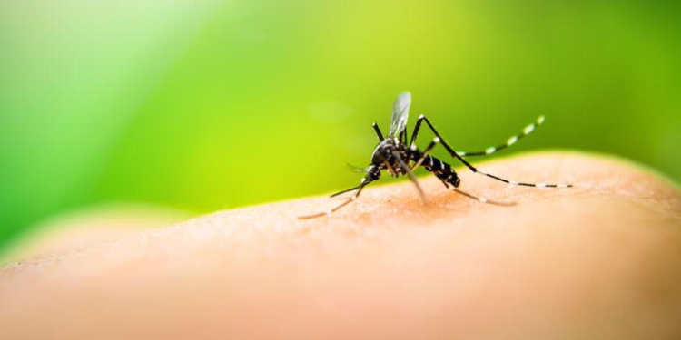 El brote de dengue aumenta en Santa Fe y hay 17 veces más casos que de coronavirus