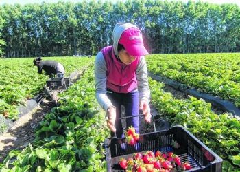 ¿Frutillas en peligro? piden que cientos de trabajadores chaqueños no lleguen a Coronda
