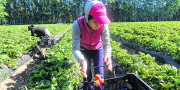 ¿Frutillas en peligro? piden que cientos de trabajadores chaqueños no lleguen a Coronda