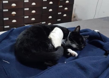 Maciel: una gata recibió el disparo de un rifle y debió ser operada