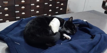 Maciel: una gata recibió el disparo de un rifle y debió ser operada