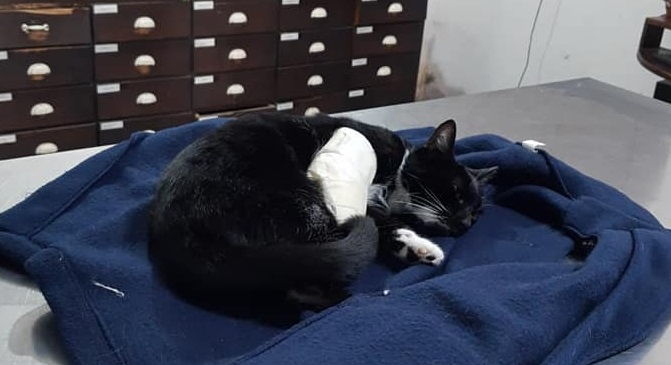 Maciel: una gata recibió el disparo de un rifle y debió ser operada