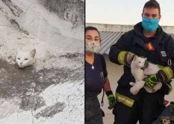Bomberos rescataron a un gato atrapado en un caño de desagüe