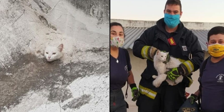 Bomberos rescataron a un gato atrapado en un caño de desagüe