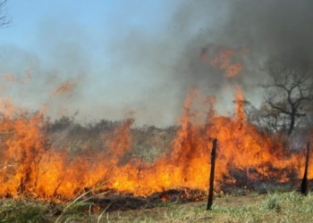 Maciel: gran incendio en una chanchería sobre Ruta 11 fue controlado por bomberos