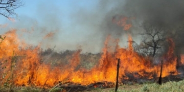 Maciel: gran incendio en una chanchería sobre Ruta 11 fue controlado por bomberos