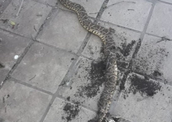 Otra enorme yarará en la región: ingresó a una vivienda de Monje