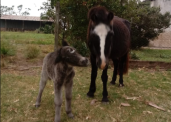 Buscan a un potrillo de un mes robado entre Díaz y San Genaro