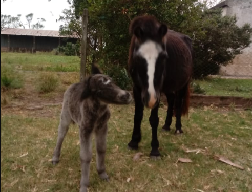 Buscan a un potrillo de un mes robado entre Díaz y San Genaro