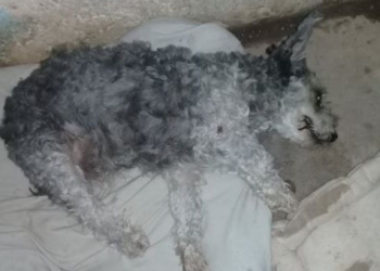 Díaz: denunció a un vecino por matar a su perra de un gomerazo