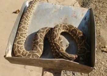 Un perro alertó a una familia de Díaz sobre la presencia de una yarará en su vivienda