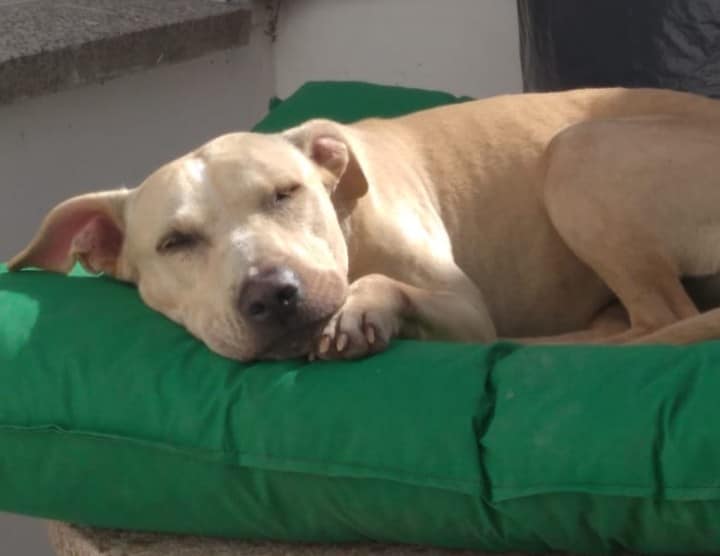 Busca hogar hace dos años: fue rescatada en Maciel y le amputaron una pata