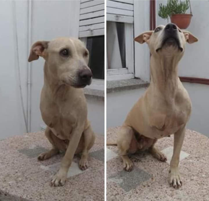 Busca hogar hace dos años: fue rescatada en Maciel y le amputaron una pata