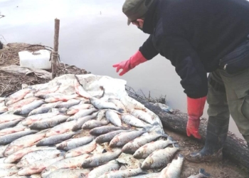 Animales sueltos: capturaron a tres terneros en plena autopista