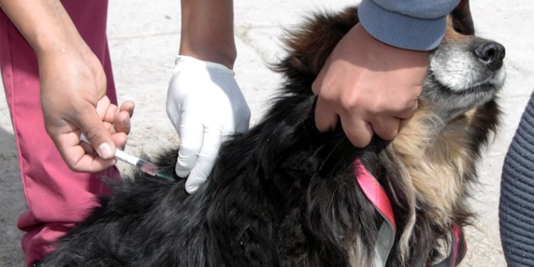 Nuevo cronograma de vacunación antirrábica en Andino