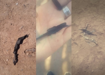 Quemas en las islas: las cenizas llegaron a Gaboto y Oliveros