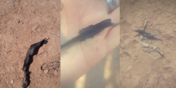 Quemas en las islas: las cenizas llegaron a Gaboto y Oliveros