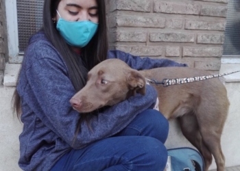 Totoras prepara una jornada de esterilización gratuita para perros y gatos