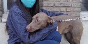 Totoras prepara una jornada de esterilización gratuita para perros y gatos