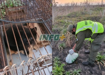 Barrancas: abandonaron un gato montés dentro de una bolsa en Ruta 11