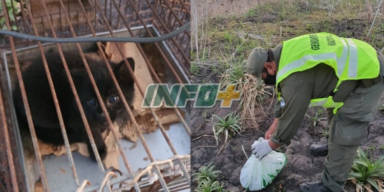 Barrancas: abandonaron un gato montés dentro de una bolsa en Ruta 11