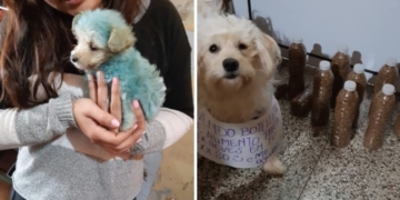 Oliveros: fue rescatada teñida de azul y junto a su dueña ayudan a los callejeros