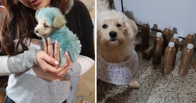 Oliveros: fue rescatada teñida de azul y junto a su dueña ayudan a los callejeros