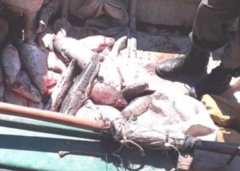 Decomisaron 170 pescados en la zona de islas frente a Monje y la región