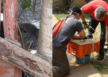 Bomberos rescataron una nutria en el patio de una vivienda