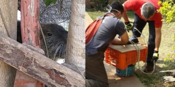 Bomberos rescataron una nutria en el patio de una vivienda