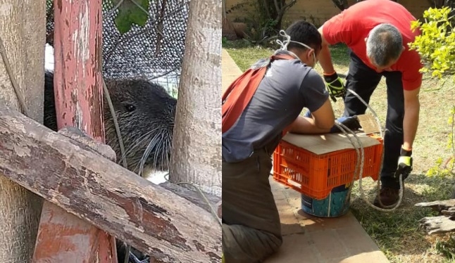 Bomberos rescataron una nutria en el patio de una vivienda