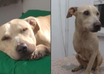 Busca hogar hace dos años: fue rescatada en Maciel y le amputaron una pata