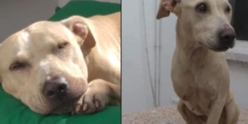 Busca hogar hace dos años: fue rescatada en Maciel y le amputaron una pata