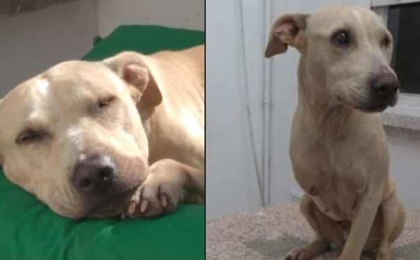 Busca hogar hace dos años: fue rescatada en Maciel y le amputaron una pata