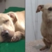 Busca hogar hace dos años: fue rescatada en Maciel y le amputaron una pata