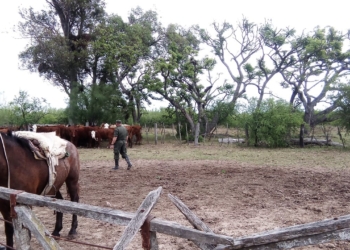 Robaron tres vacas en Puerto Aragón y fueron recuperadas