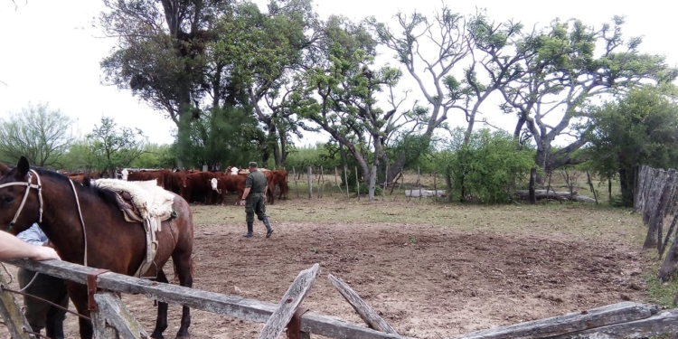 Robaron tres vacas en Puerto Aragón y fueron recuperadas