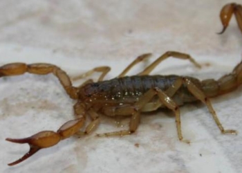 Una beba de Maciel fue picada por un alacrán, internada de urgencia y se recuperó