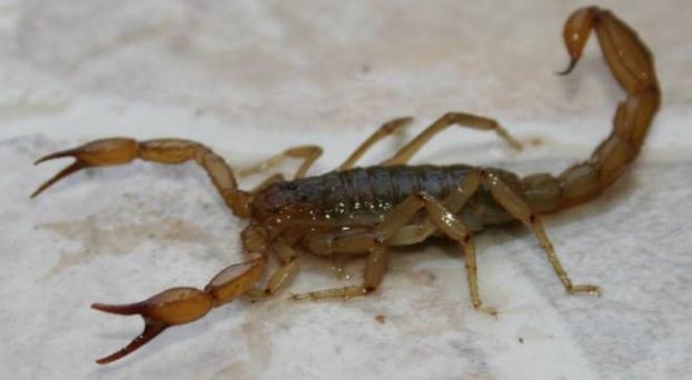 Una beba de Maciel fue picada por un alacrán, internada de urgencia y se recuperó