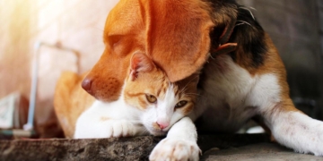 Media sanción en Diputados para crear la Dirección de Equilibrio Poblacional de perros y gatos