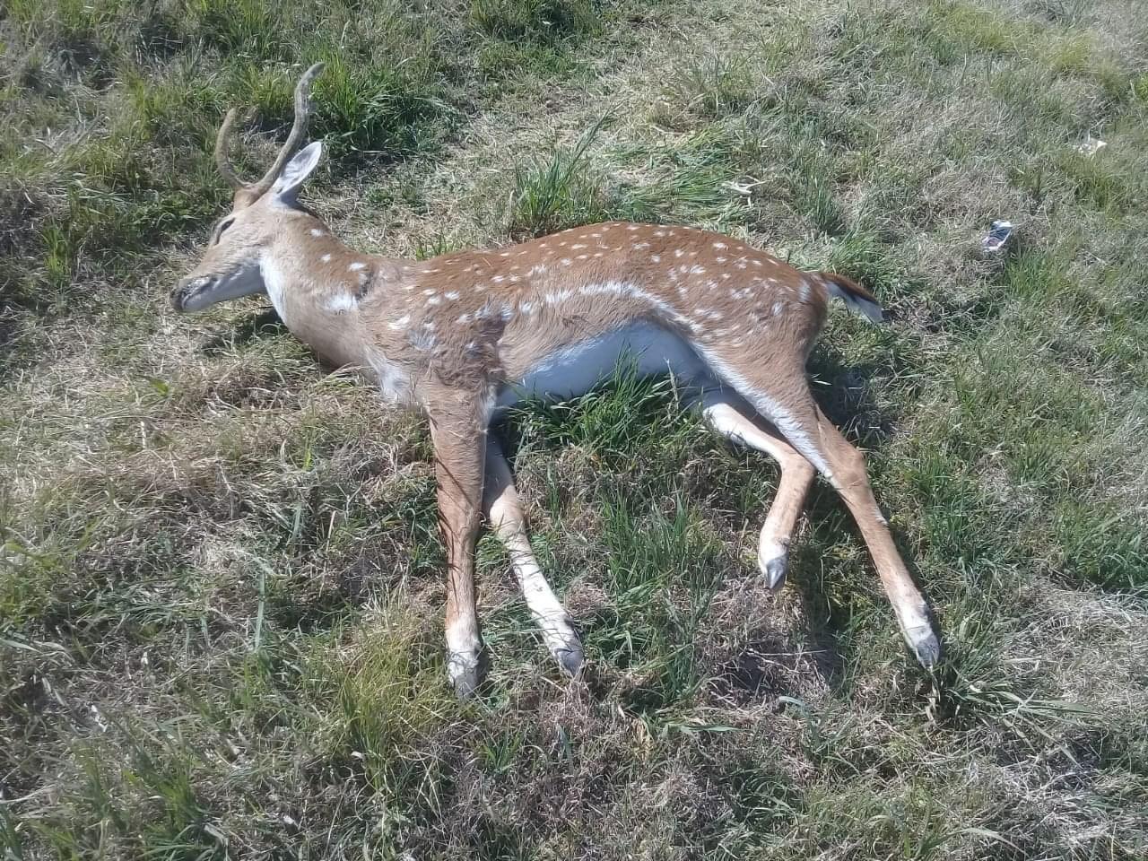 Ruta 34: atropellaron a un ciervo cerca de Totoras