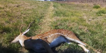 Ruta 34: atropellaron a un ciervo cerca de Totoras