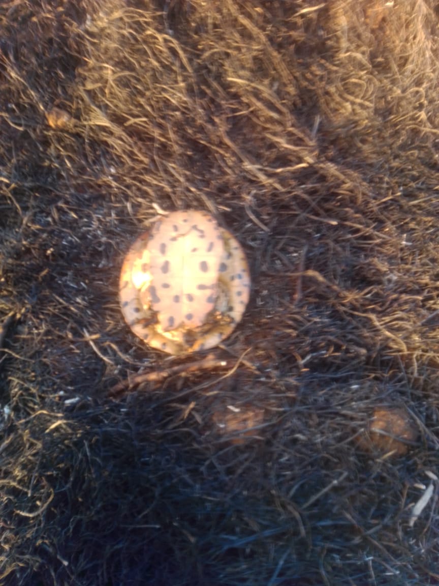 Ardieron más de 100 hectáreas entre Díaz y Clarke